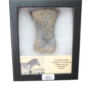 Equus Ice Age Horse Phalanx From Peace River in Florida #9