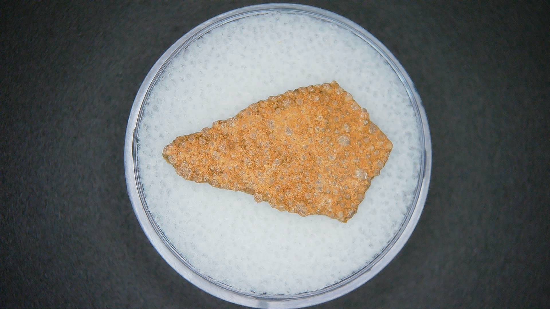 Hypselosaurus Dinosaur Egg Shell from Cretaceous of France 42 | Fossils for Sale