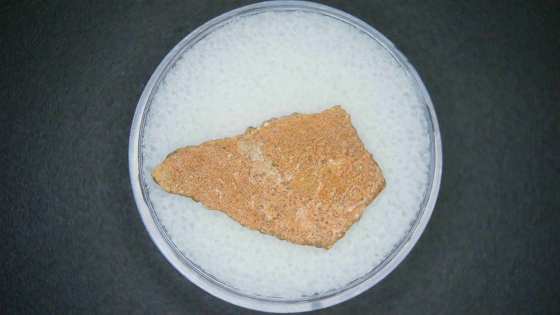 Hypselosaurus Dinosaur Egg Shell from Cretaceous of France 42a | Fossils for Sale