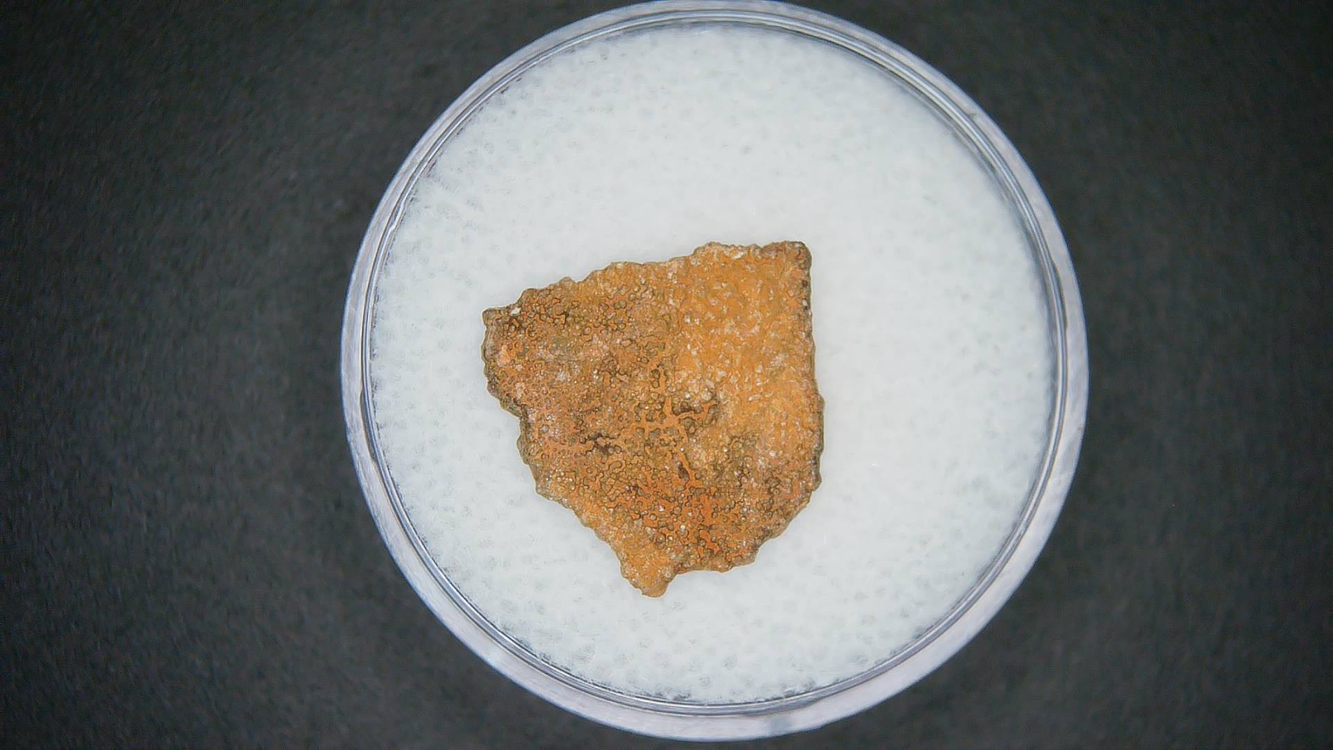 Hypselosaurus Dinosaur Egg Shell from Cretaceous of France 50a | Fossils for Sale