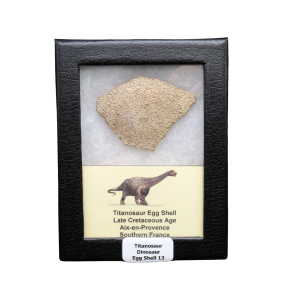 Titanosaur Dinosaur Egg Shell Fossil for Sale from France #13