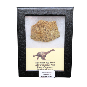 Titanosaur Dinosaur Egg Shell Fossil for Sale from France #14