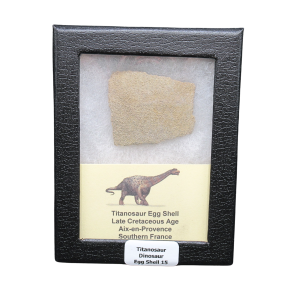 Titanosaur Dinosaur Egg Shell Fossil for Sale from France #15