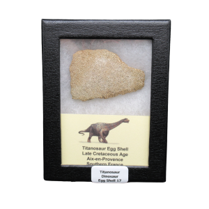 Titanosaur Dinosaur Egg Shell Fossil for Sale from France #17