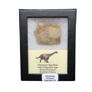 Titanosaur Dinosaur Egg Shell Fossil for Sale from France #18