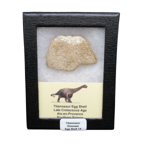 Titanosaur Dinosaur Egg Shell Fossil for Sale from France #19