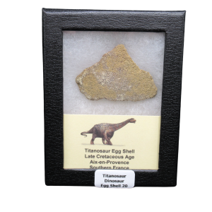 Titanosaur Dinosaur Egg Shell Fossil for Sale from France #20