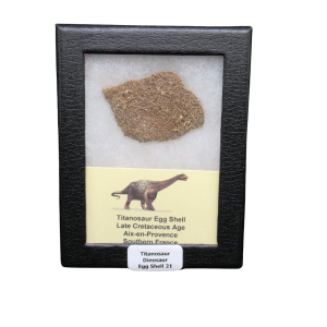 Titanosaur Dinosaur Egg Shell Fossil for Sale from France #21
