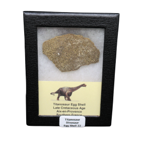 Titanosaur Dinosaur Egg Shell Fossil for Sale from France #22