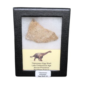 Titanosaur Dinosaur Egg Shell Fossil for Sale from France #23