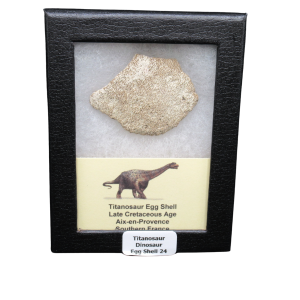 Titanosaur Dinosaur Egg Shell Fossil for Sale from France #24