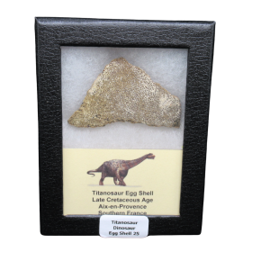 Titanosaur Dinosaur Egg Shell Fossil for Sale from France #25