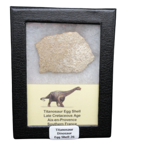 Titanosaur Dinosaur Egg Shell Fossil for Sale from France #26