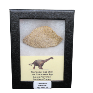 Titanosaur Dinosaur Egg Shell Fossil for Sale from France #27