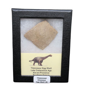 Titanosaur Dinosaur Egg Shell Fossil for Sale from France #28