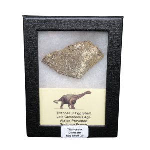 Titanosaur Dinosaur Egg Shell Fossil for Sale from France #29