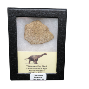 Titanosaur Dinosaur Egg Shell Fossil for Sale from France #30