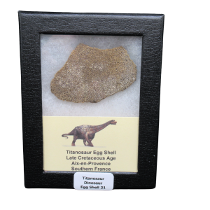 Titanosaur Dinosaur Egg Shell Fossil for Sale from France #31