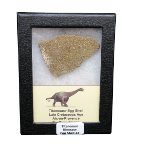 Titanosaur Dinosaur Egg Shell Fossil for Sale from France #32