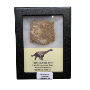 Titanosaur Dinosaur Egg Shell Fossil for Sale from France #33