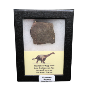 Titanosaur Dinosaur Egg Shell Fossil for Sale from France #34