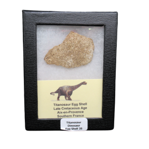 Titanosaur Dinosaur Egg Shell Fossil for Sale from France #35