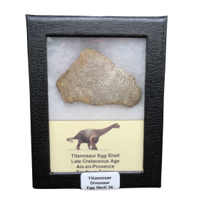 Titanosaur Dinosaur Egg Shell Fossil for Sale from France #36