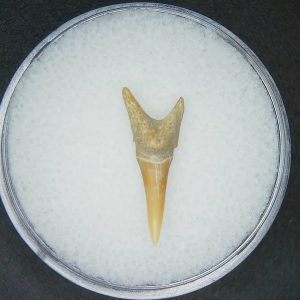Carcharias reticulata Extinct Mackeral Shark Tooth Fossil for Sale #3