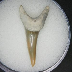 Genuine Miocene Age Isursus oxyrinchus Extinct Shark Tooth Fossils for Sale from North Carolina #2