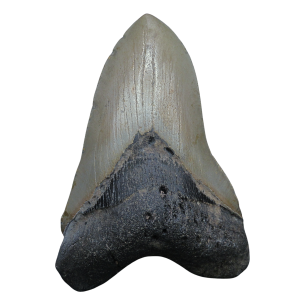 Megalodon Shark Tooth - S. Carolina 5.0" #100