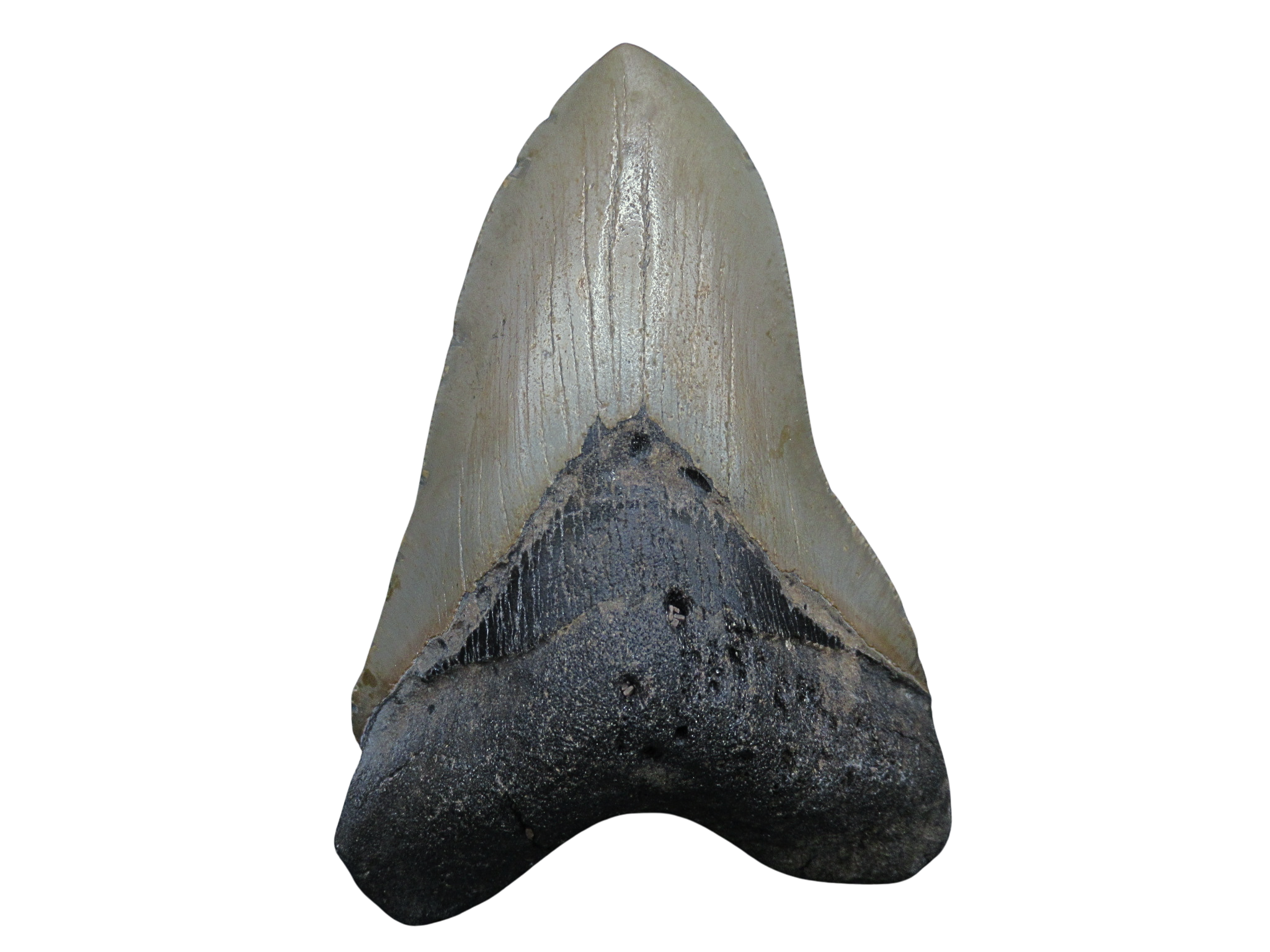 South Carolina Miocene Age Megalodon Shark Tooth 100 | Fossils for Sale