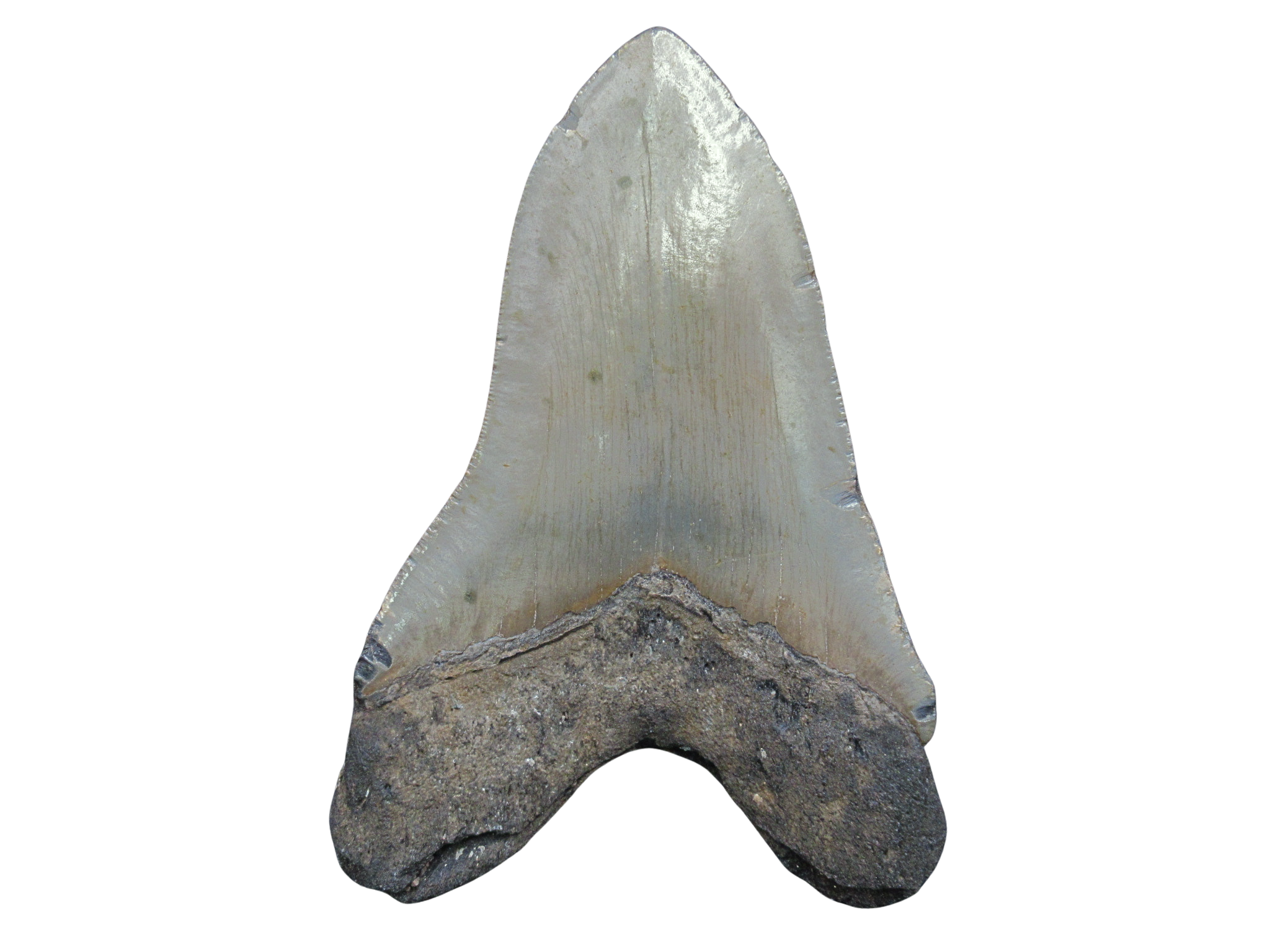 South Carolina Miocene Age Megalodon Shark Tooth 100a | Fossils for Sale