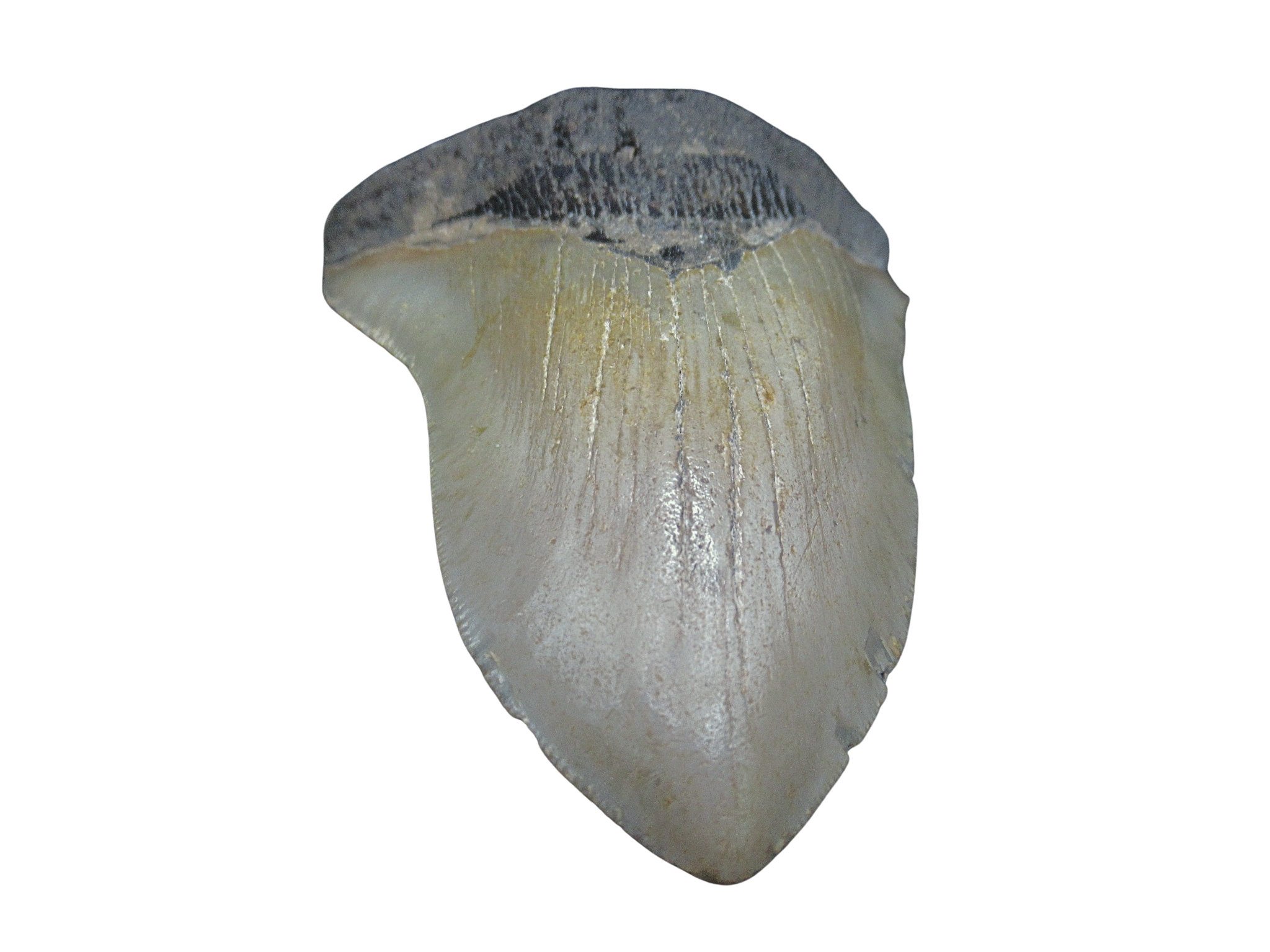 South Carolina Miocene Age Megalodon Shark Tooth 100b | Fossils for Sale