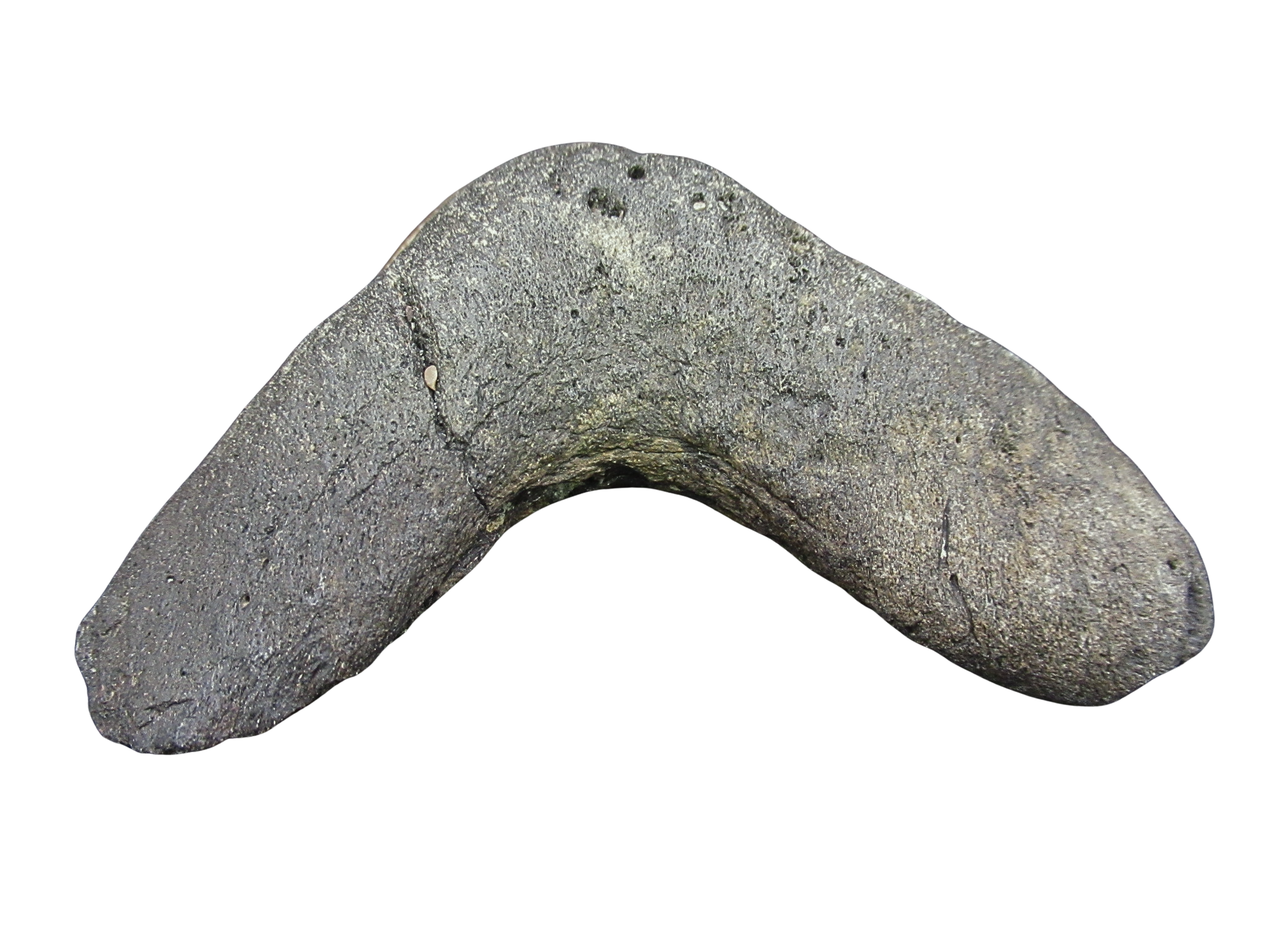 South Carolina Miocene Age Megalodon Shark Tooth 100c | Fossils for Sale
