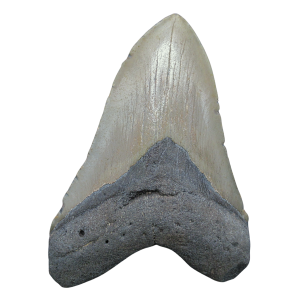 Megalodon Shark Tooth - S. Carolina 5.50" #101