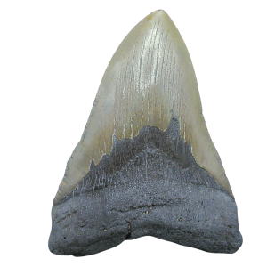 Megalodon Shark Tooth - S. Carolina 5.07" #102