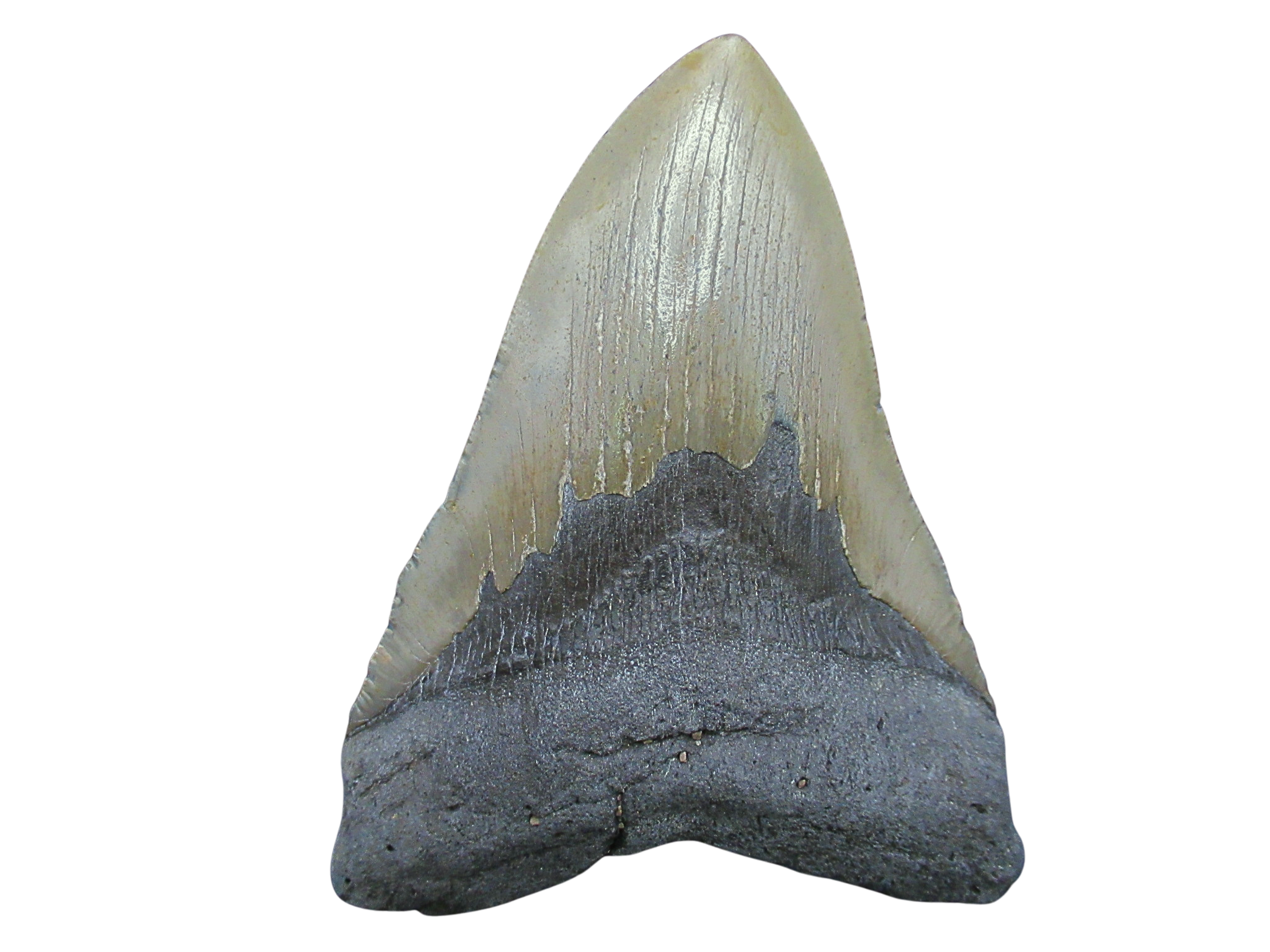South Carolina Miocene Age Megalodon Shark Tooth 102 | Fossils for Sale