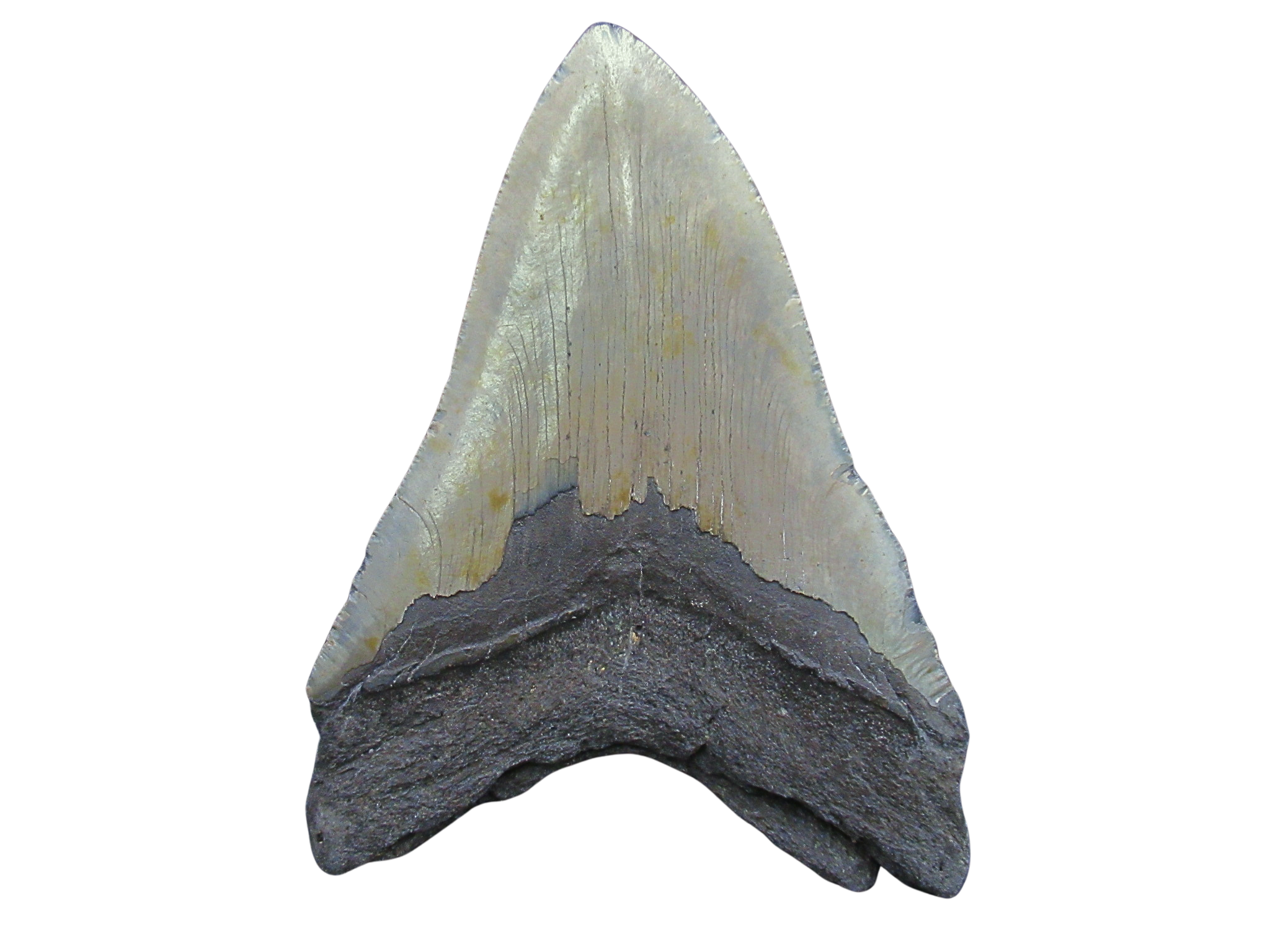 South Carolina Miocene Age Megalodon Shark Tooth 102a | Fossils for Sale
