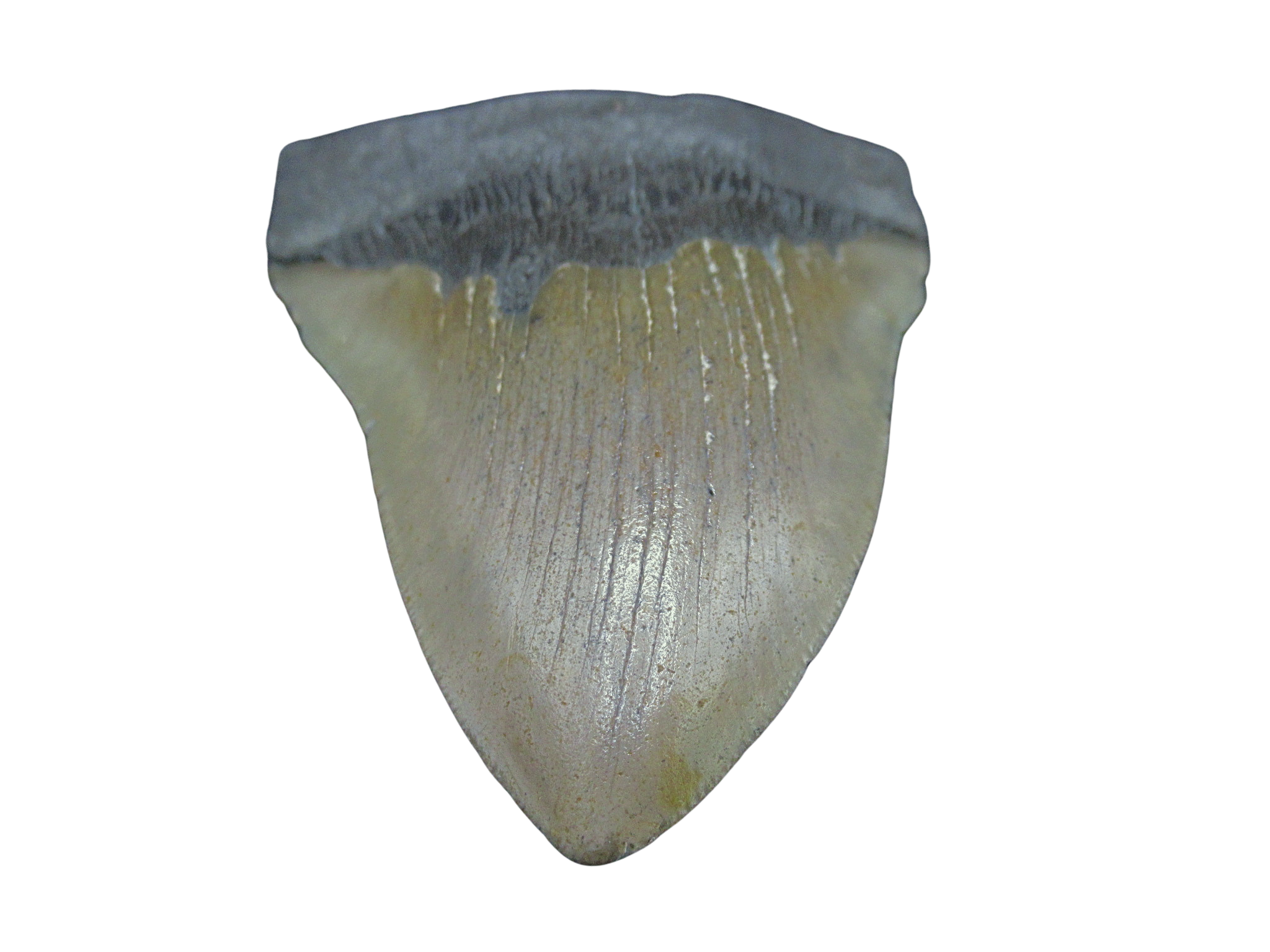 South Carolina Miocene Age Megalodon Shark Tooth 102b | Fossils for Sale