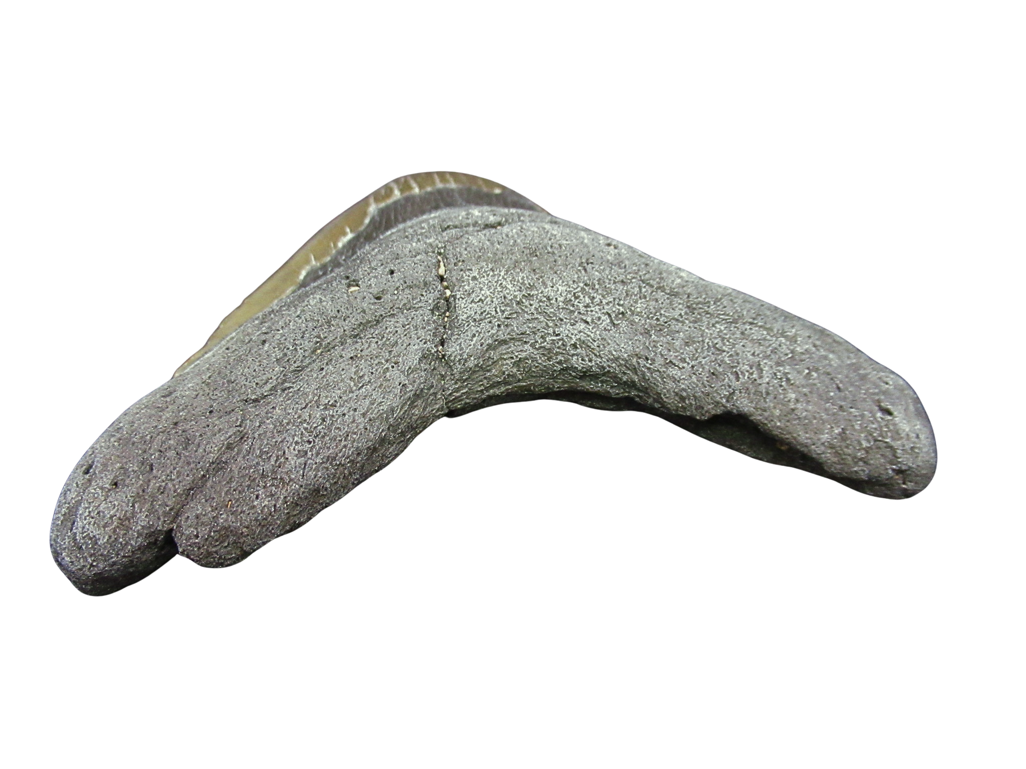 South Carolina Miocene Age Megalodon Shark Tooth 102c | Fossils for Sale