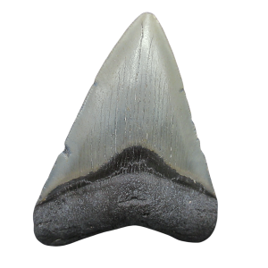 Megalodon Shark Tooth - S. Carolina 3.81" #103