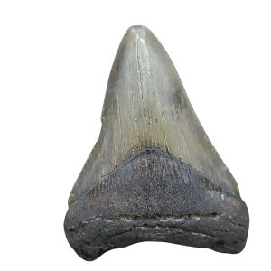 Megalodon Shark Tooth - S. Carolina 3.81" #104