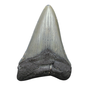 Megalodon Shark Tooth - S. Carolina 3.90" #106