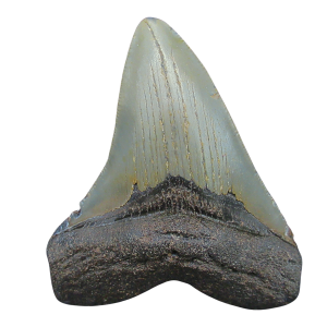 Megalodon Shark Tooth - S. Carolina 3.76" #107
