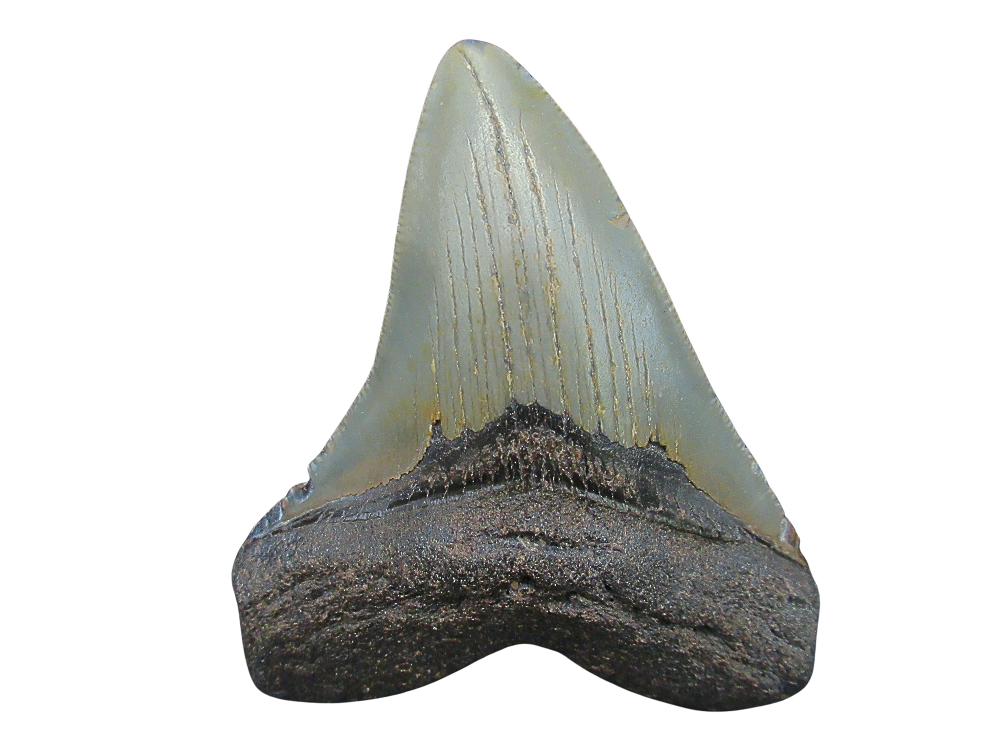South Carolina Miocene Age Megalodon Shark Tooth 107 | Fossils for Sale