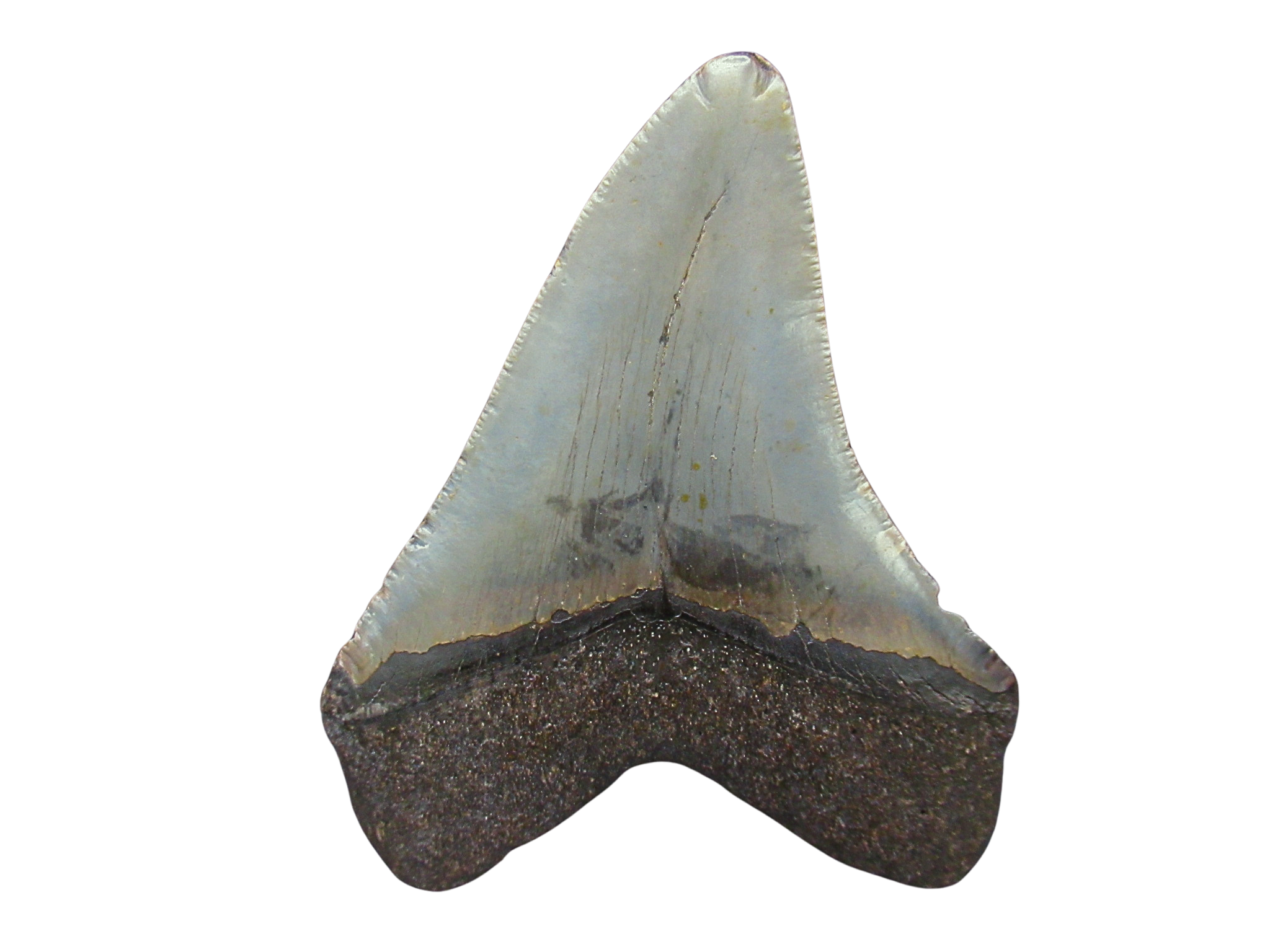 South Carolina Miocene Age Megalodon Shark Tooth 107a | Fossils for Sale