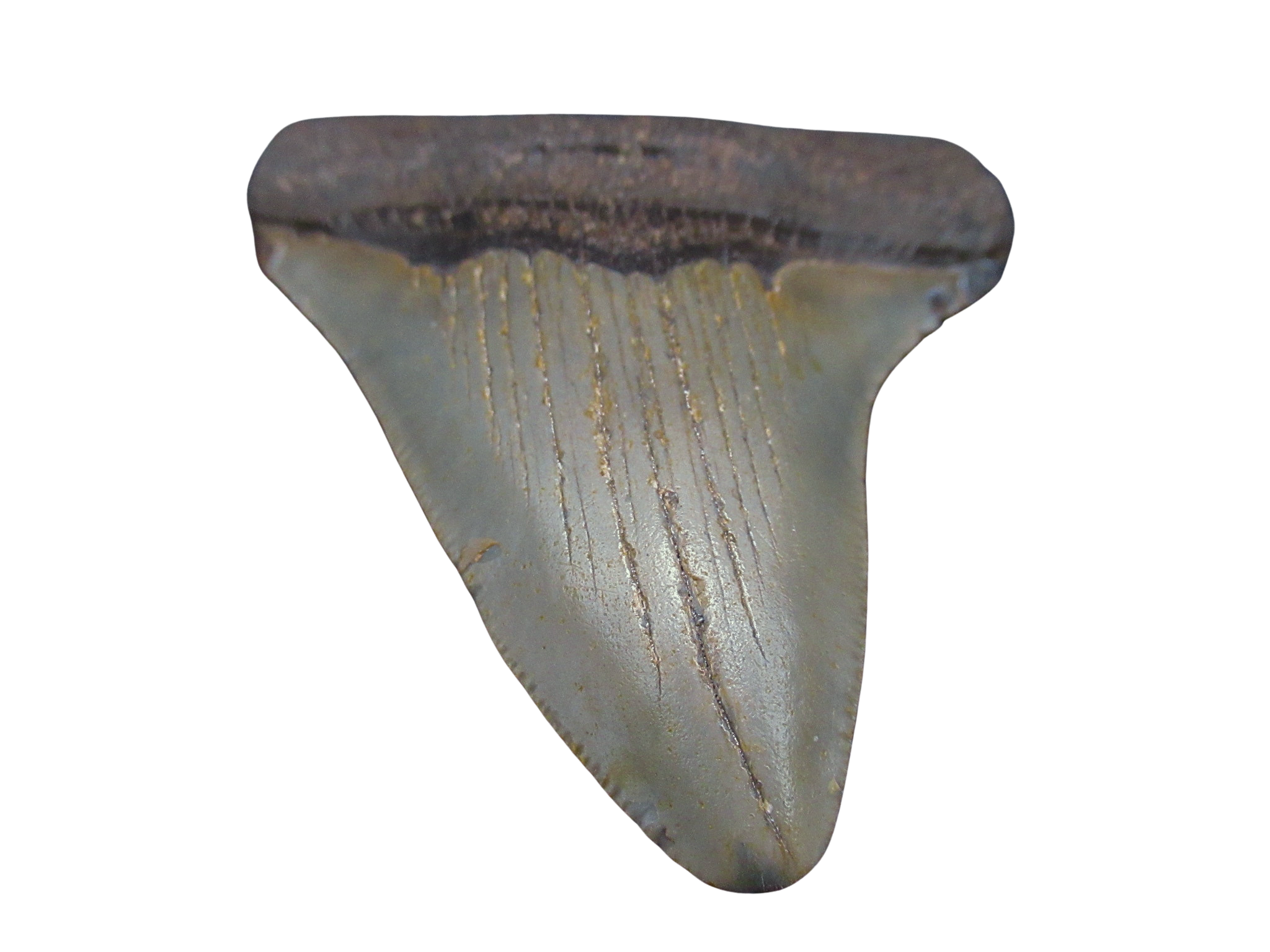 South Carolina Miocene Age Megalodon Shark Tooth 107b | Fossils for Sale