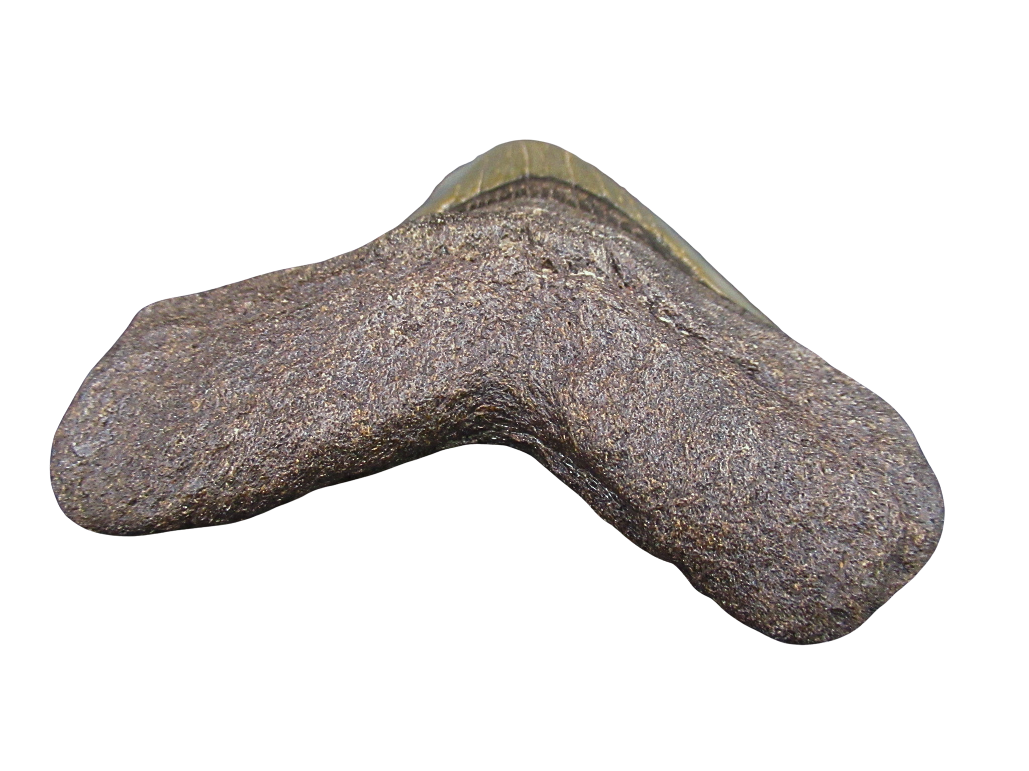 South Carolina Miocene Age Megalodon Shark Tooth 107c | Fossils for Sale