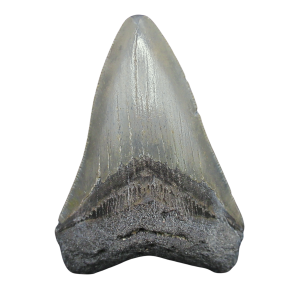 Megalodon Shark Tooth - S. Carolina 3.70" #108