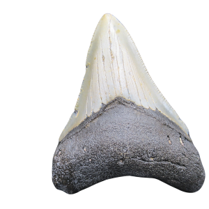 Megalodon Shark Tooth - S. Carolina 3.33" #85